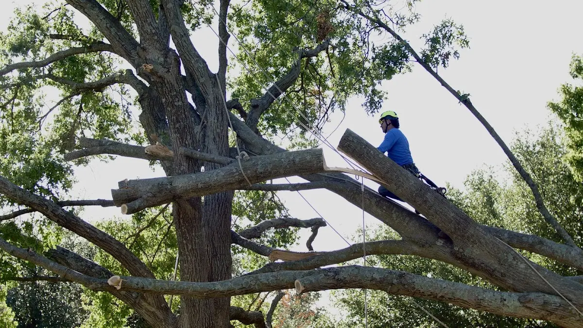 Professional Crown Thinning performed by certified arborists in Whiteville